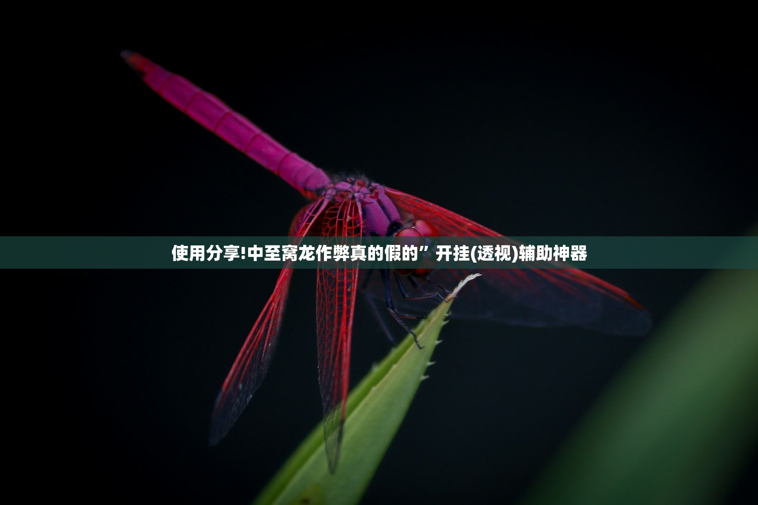 使用分享!中至窝龙作弊真的假的	”开挂(透视)辅助神器