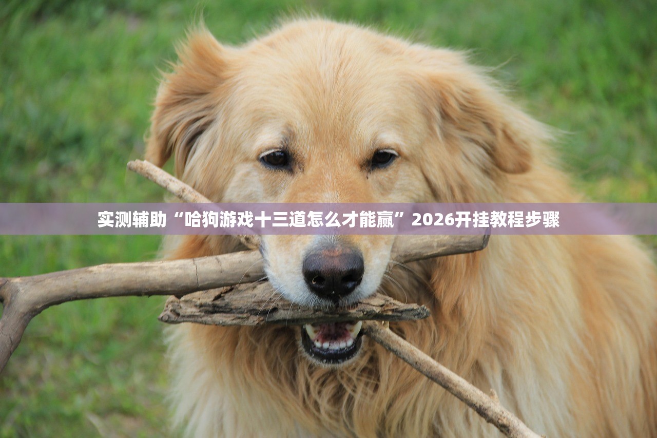 实测辅助“哈狗游戏十三道怎么才能赢”2026开挂教程步骤