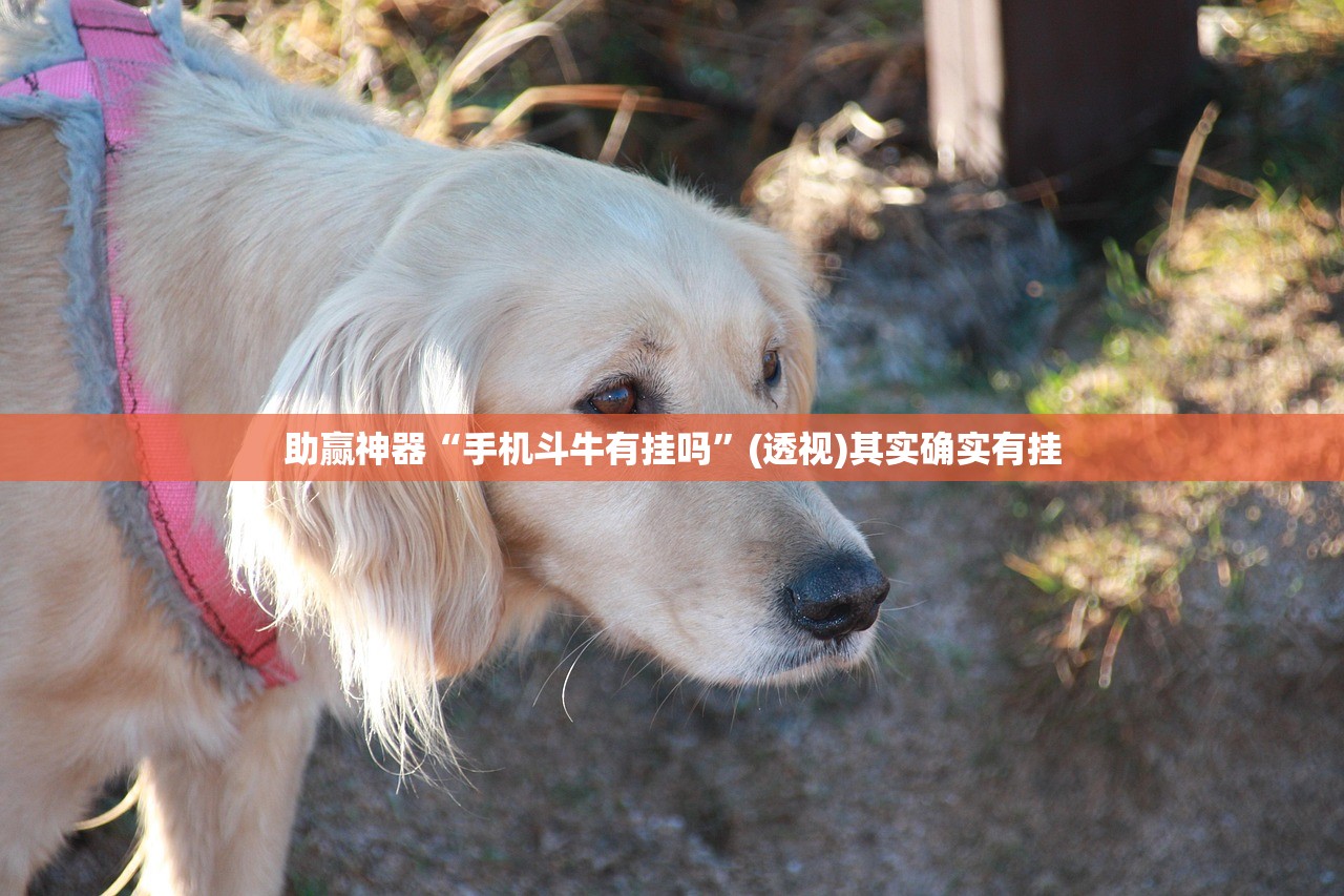 教程分享“衡阳丫丫竞技有挂吗”开挂(透视)辅助教程