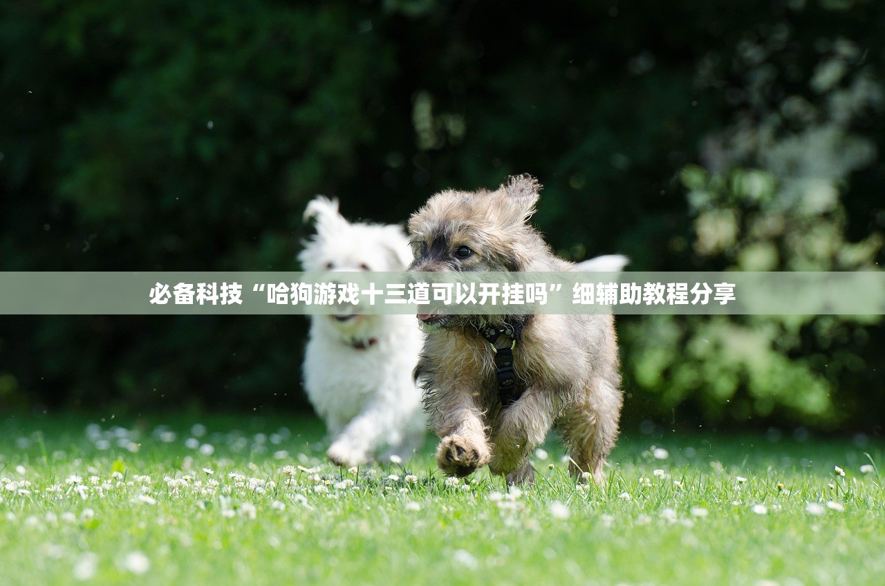 必备科技“哈狗游戏十三道可以开挂吗”细辅助教程分享