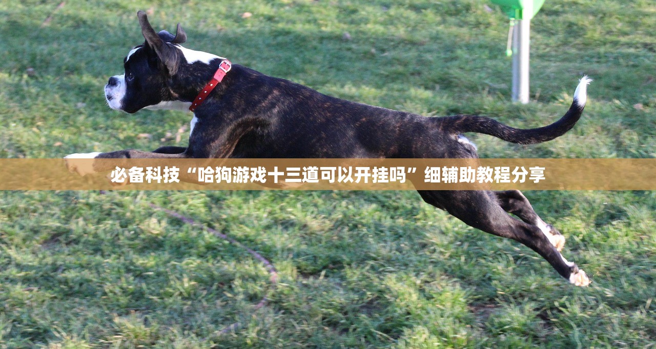 必备科技“哈狗游戏十三道可以开挂吗”细辅助教程分享