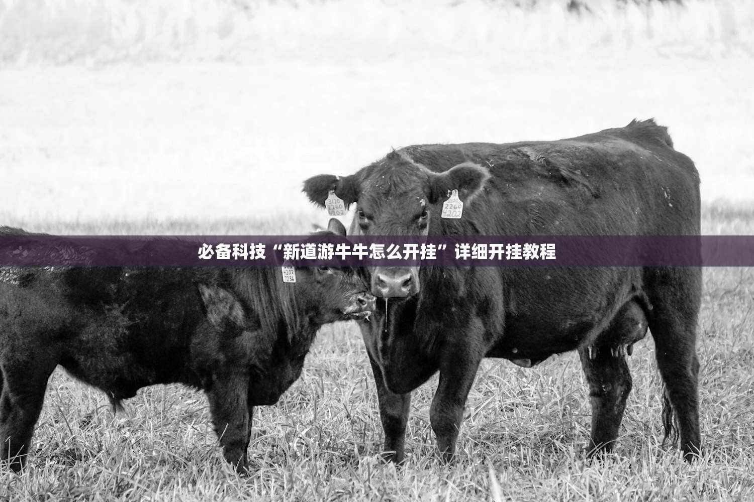 开挂辅助工具“大宝连云港麻将怎么开挂(透视)”开挂辅助脚本+详细开挂安装教程